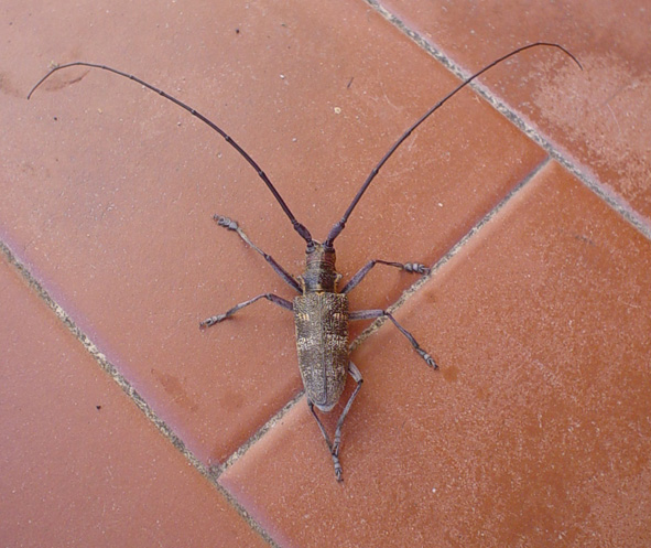 identificazione cerambicide - Monochamus galloprovincialis